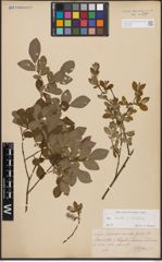 Salix aurita L. x Salix silesiaca Willd.